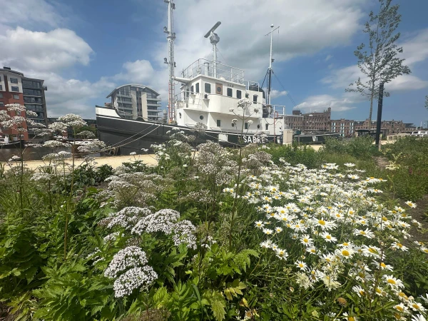 Zaanboulevard in bloei